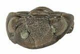 Wide, Folded Eldredgeops Trilobite Fossil - Ohio #188911-2